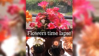 Cacti flowers time lapse  peanut cactus  chamaelobivia shorts [upl. by Kcaj617]