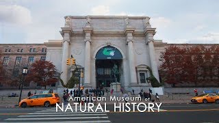 The American Museum of Natural History [upl. by Arutnev]