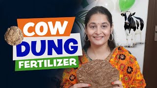 Cow Dung fertilizer at home  How to make liquid fertilizer from Cow Dung cowdung fertilizer [upl. by Nnylram]