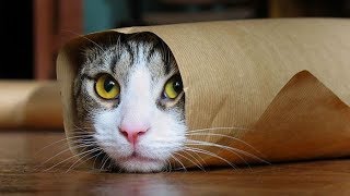 Funny Cats Compilation Most Popular Part 2 [upl. by Anaeda]