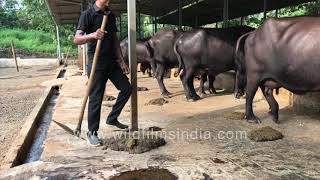 Fresh cow dung cleaning with traditional spade at dairy farm in western India [upl. by Omsoc]