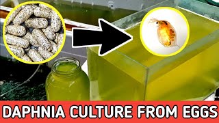 HOW TO HATCH DAPHNIA EGGS  HOW TO CULTURE DAPHNIA [upl. by Yelkao67]