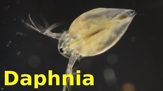 Daphnia [upl. by Nahtnoj]