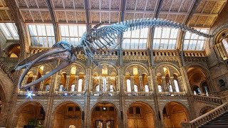 Natural History Museum London  Walkthrough Tour July 2019  4k [upl. by Euqirdor]