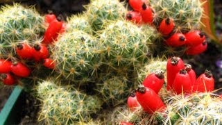 Fruiting Cacti Plants  Tasting amp Growing [upl. by Melantha]