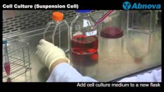 Cell Culture Suspension Cell [upl. by Clifford79]