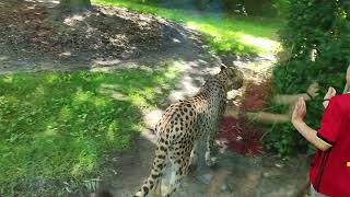 Planckendael Zoo  Cheetah 🐆 [upl. by Jeunesse734]