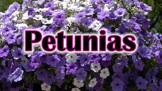 How To Grow Petunias Flowers How To Care and Keep the Petunia Blooming [upl. by Sinoda]