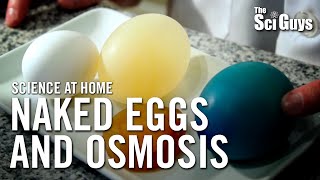 The Sci Guys Science at Home  SE1  EP14 The Naked Egg and Osmosis [upl. by Findlay]