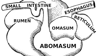 Digestive Systems of Livestock Anatomy [upl. by Forras477]