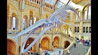 World Most Impressive Natural History Museum  London [upl. by Rorke505]