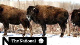 Bison return to traditional land in Saskatchewan [upl. by Emixam]