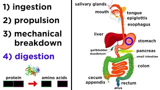 The Digestive System [upl. by Nohj]