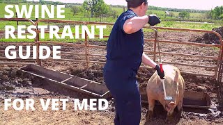 Swine Restraint Tools for the Veterinary Technician [upl. by Avelin]