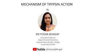 Mechanism of Trypsin Action [upl. by Dnomal]