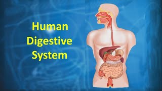 Human Digestive System [upl. by Lenard]