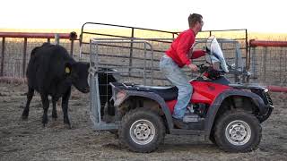 ATV Calf Catcher [upl. by Newbill]