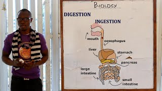 20 PART 1 The Digestive System Biology Form 1 [upl. by Kehoe23]