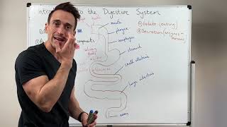 Overview of the Digestive System [upl. by Ellenaej72]