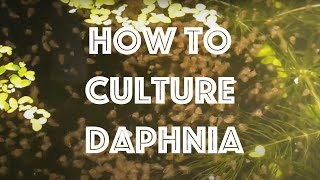 How To Culture Daphnia Magna [upl. by Kiefer937]