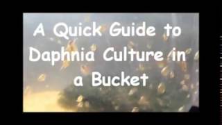 How to culture daphnia outside [upl. by Sirtemed442]