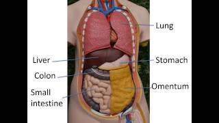 Gastrointestinal anatomy and physiology Part 1 [upl. by Leibman]