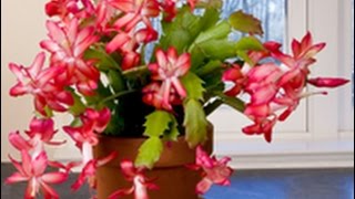 Care amp Culture of Christmas Cactus [upl. by Riatsila]