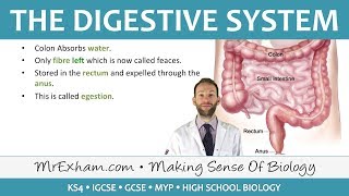 The Digestive System  GCSE Biology 91 [upl. by Luce606]