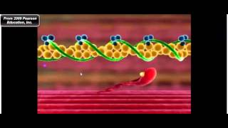 Muscle Physiology Troponin Tropomyosin and Myosin CrossBridge Cycle [upl. by Giana]