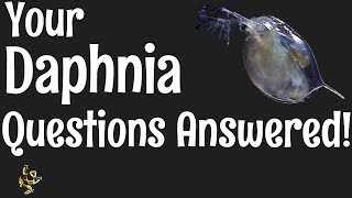 Daphnia Questions Answered [upl. by Keyser]