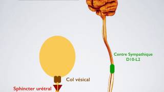 Physiologie de la miction [upl. by Assilim265]