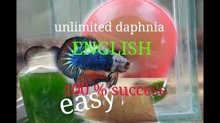 daphnia moina culture Easy way Unlimited production English  with sub Green water Chlorella [upl. by Loveridge]