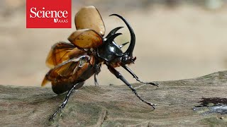 These ‘beetlebots’ keep flying even after crashing into poles [upl. by Eimyaj]