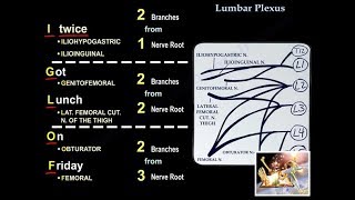 Lumbar Plexus  Everything You Need To Know  Dr Nabil Ebraheim [upl. by Nahshun]