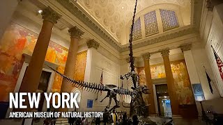 American Museum of Natural History Inside Walking Tour  New York USA [upl. by Losse]