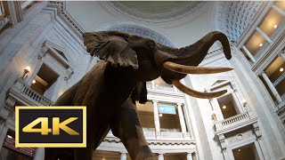 Natural History Museum New Dinosaur Exhibit Walking Tour in 4K  Washington DC [upl. by Enirroc]