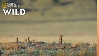 New Prairie Dog Pups Learn Danger  Prairie Dog Manor [upl. by Truk]