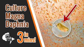 How to culture DAPHNIA MAGNA  The easy way [upl. by Neneek]