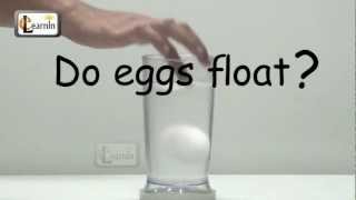 Eggs floating in salt water  Science Experiment for School Kids [upl. by Lewse]