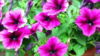 How to Grow Petunias from Seed [upl. by Norita344]