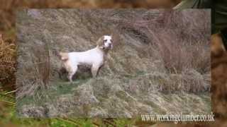 Working Clumber Spaniel [upl. by Sparkie938]