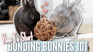 Bonding Bunnies 101  How To Start [upl. by Ybanrab]