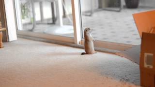 Our baby prairie dog playing with our cat [upl. by Haduj]