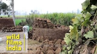 Cow dung cakes being made in north India [upl. by Heyes]