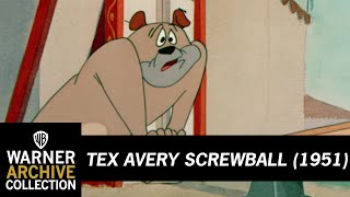 Daredevil Droopy  Tex Avery Screwball  Warner Archive [upl. by Burk749]