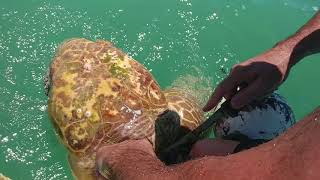 Sea turtle rescue in Islamorada Florida [upl. by Clay129]