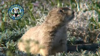 Prairie Dogs in Colorado [upl. by Aleibarg141]