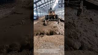 Cow Dung Cleaning in Cattle Farm [upl. by Bronson192]