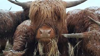 Opłacalność hodowli Highland Cattle [upl. by Navada617]