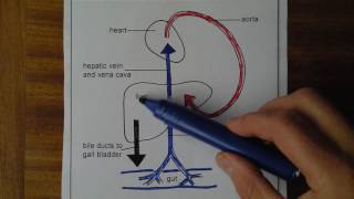 Liver 1 Blood supply and drainage [upl. by Nossah]